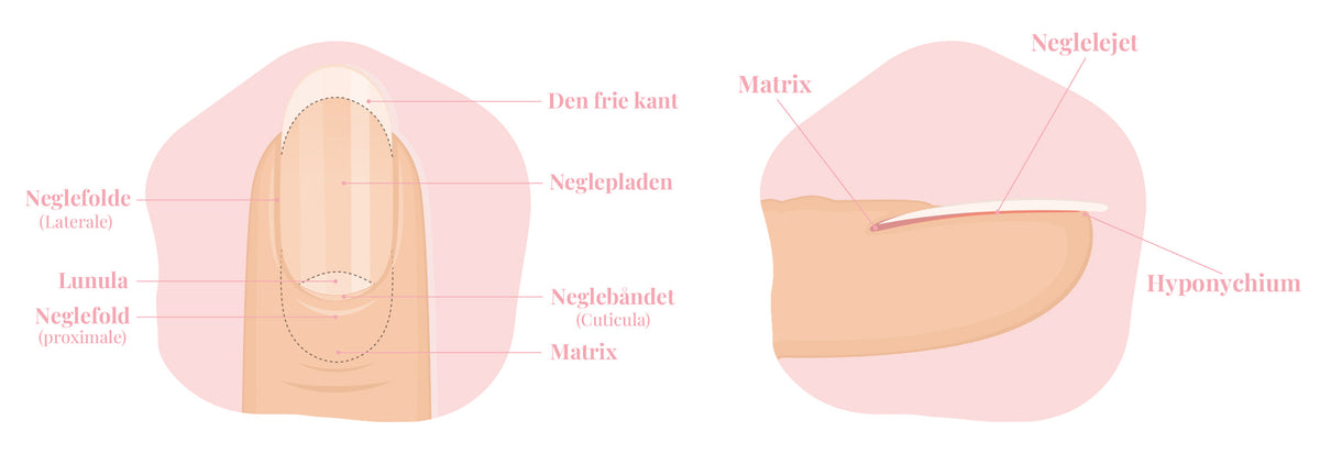 FIG. 1 — TVÄRSNITT